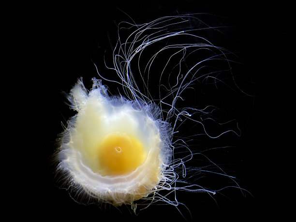 yolk