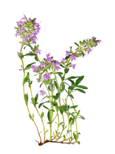 oregano