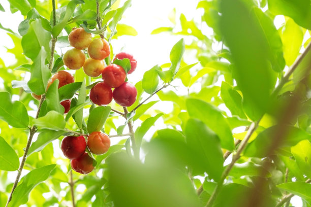 cherries