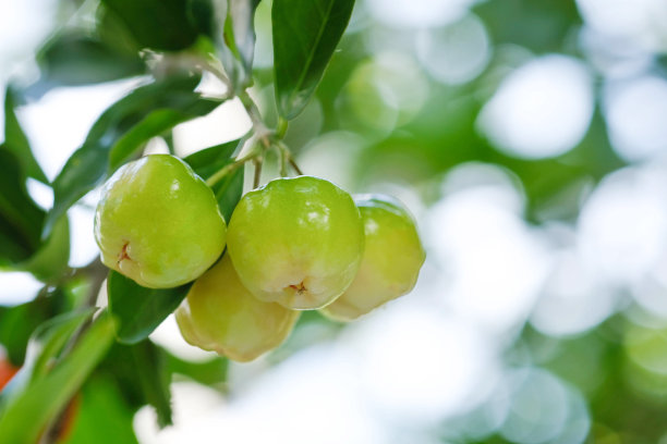 cherries