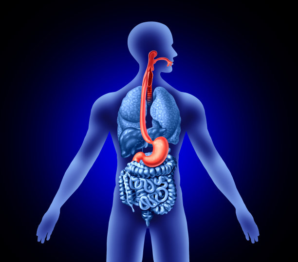 digestion
