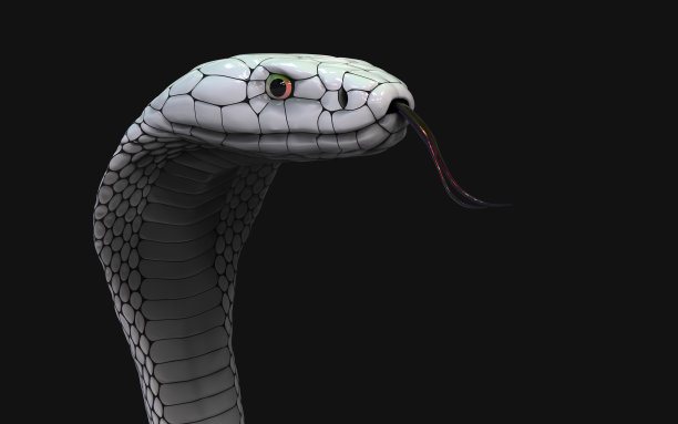 cobra