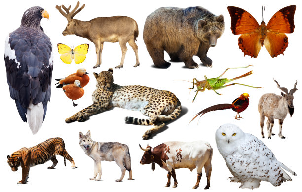 zoology