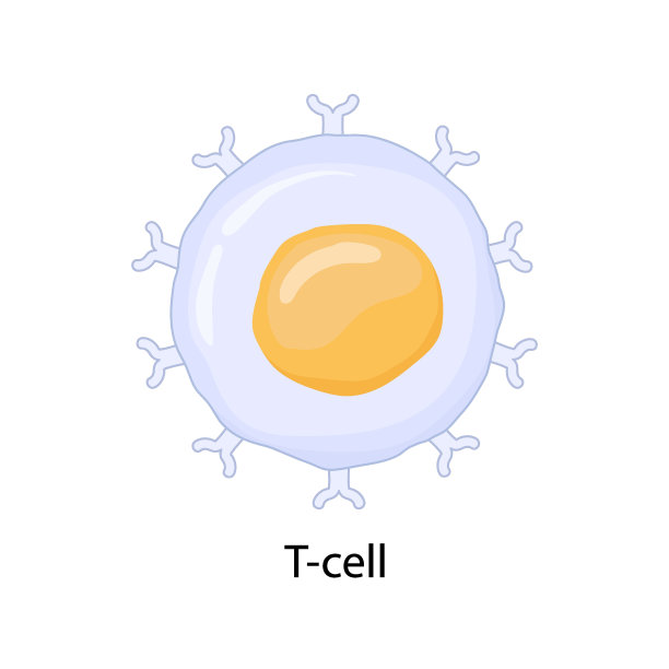 cd4