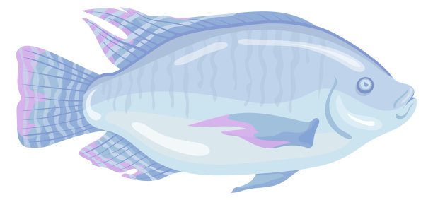 tilapia