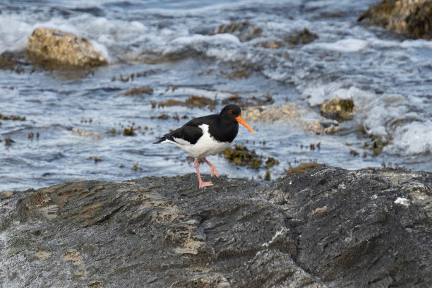 haematopus