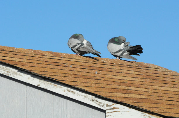 preen