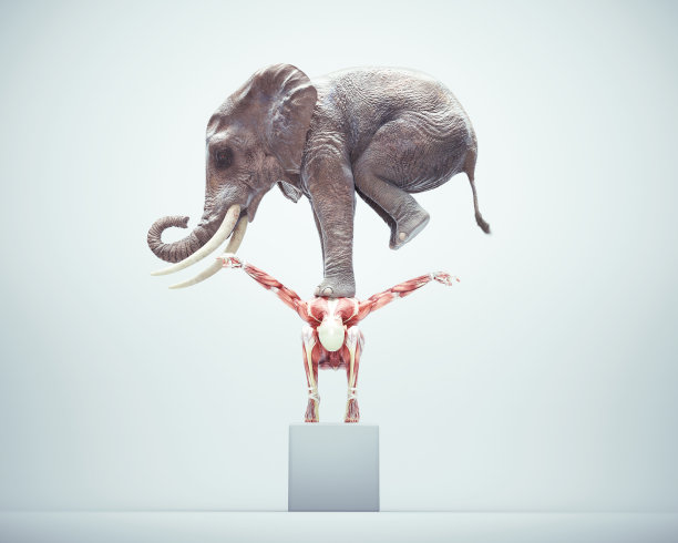 elephant