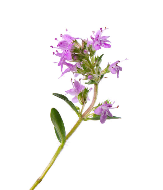oregano