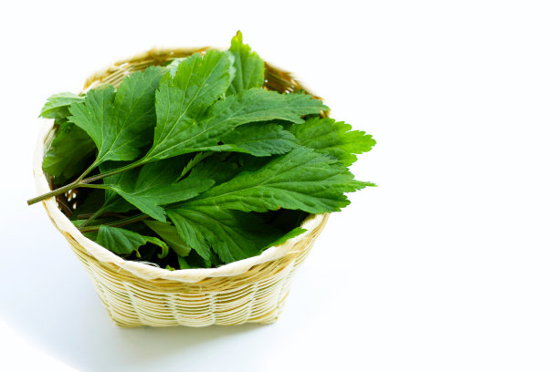 mugwort