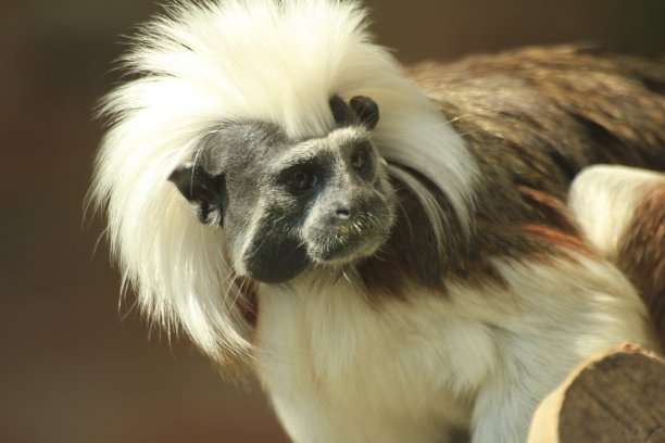 saguinus