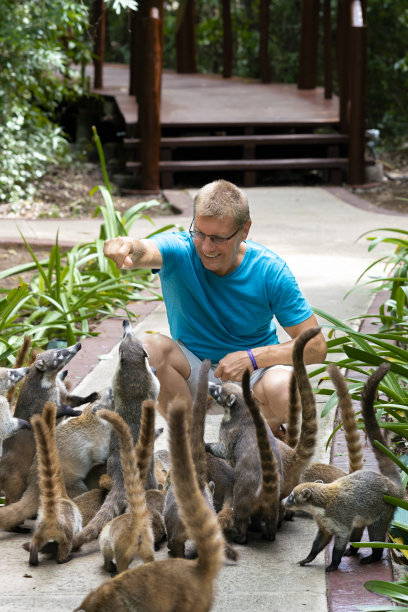 coatimundi