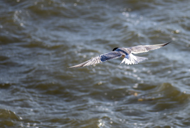 小tern