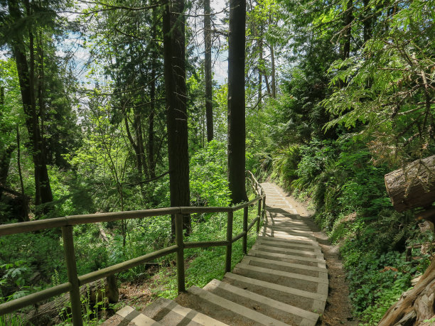 户外蓝天白云草地树林图片