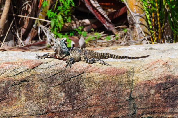 physignathus
