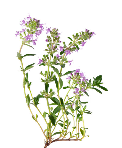 oregano