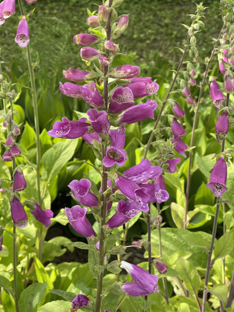 digitalis