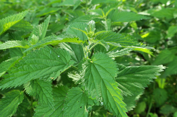 nettles