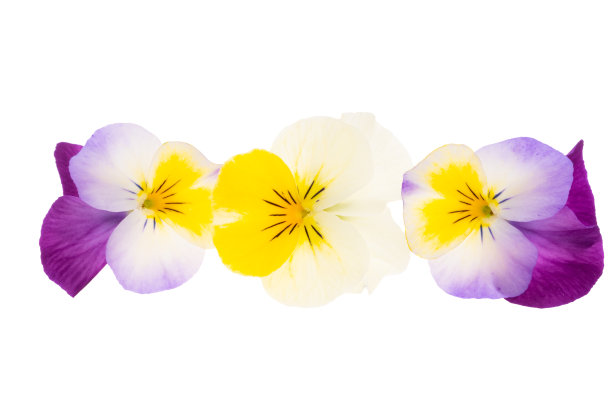 pansy