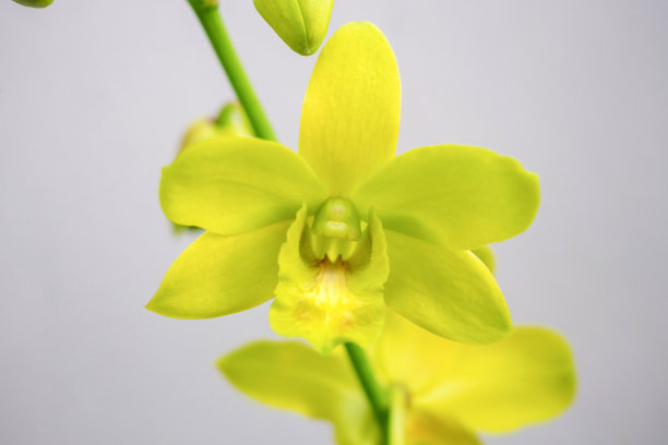 cymbidium