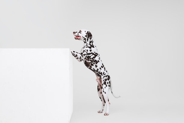 dalmatian