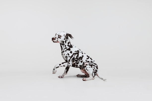 dalmatian