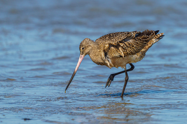 limosa