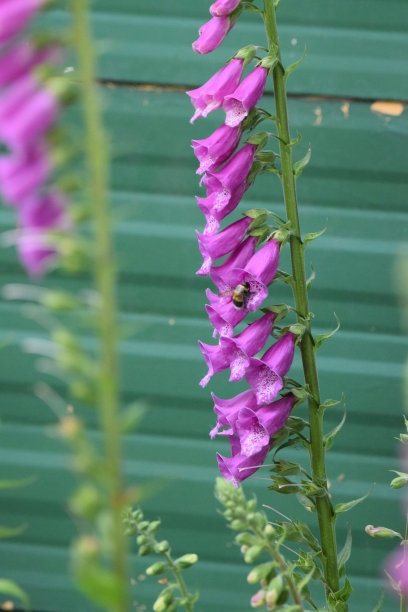 digitalis