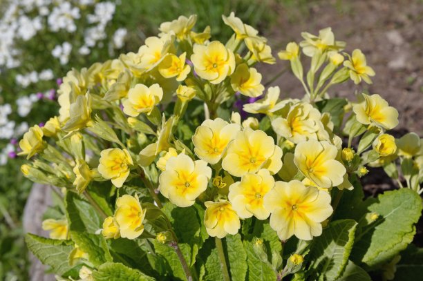 primula