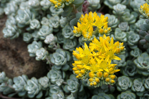 sedum