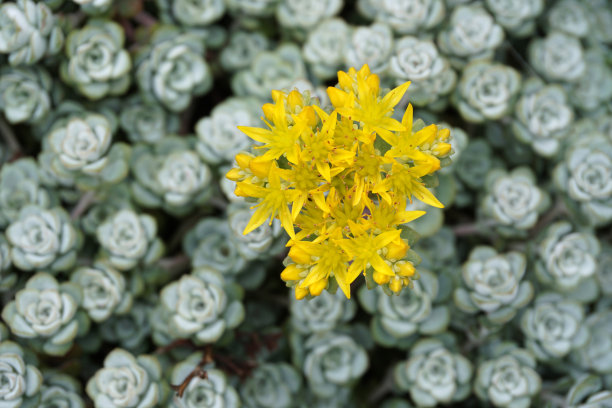 sedum