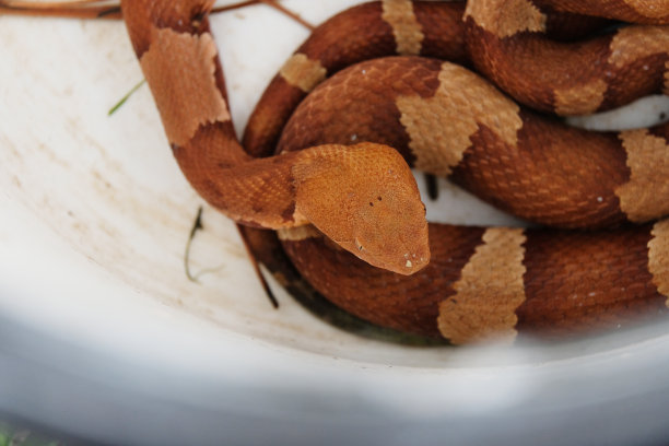 copperhead