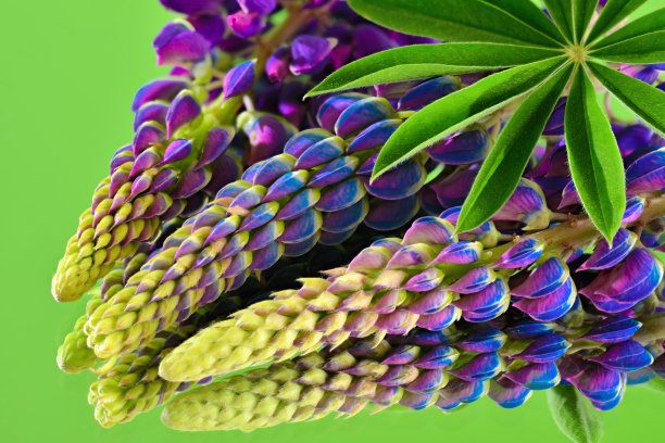 lupinus
