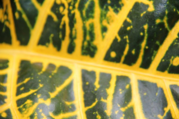 codiaeum