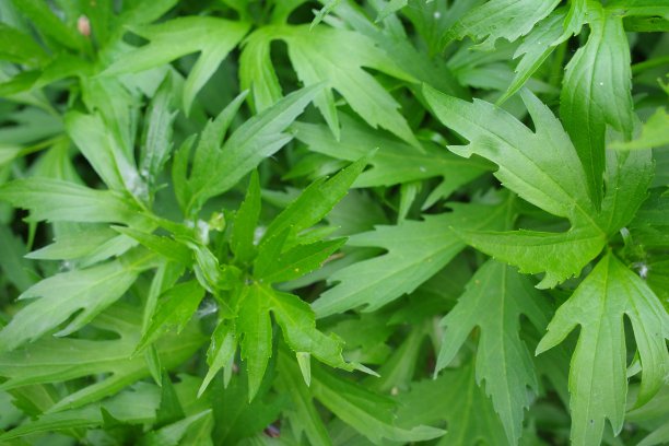 mugwort