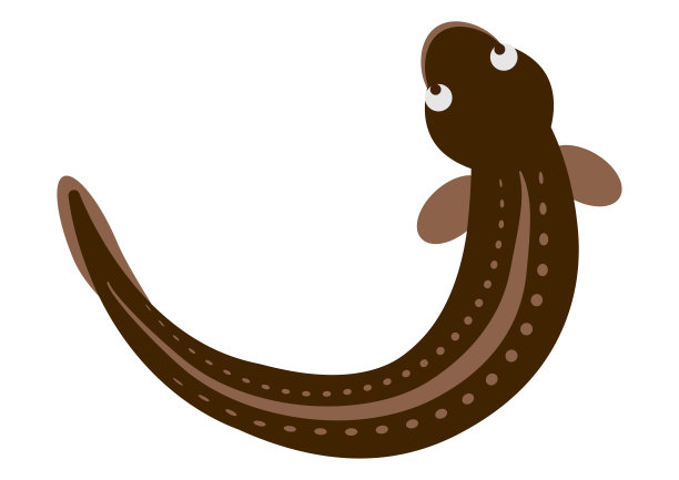 eel