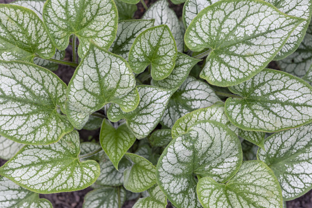 brunnera