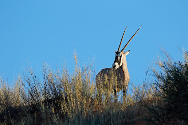 gemsbok