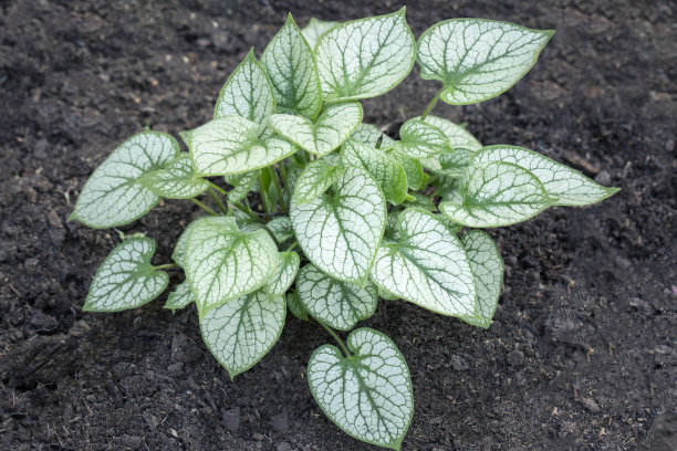 brunnera