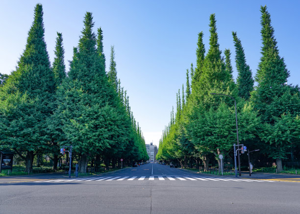 avenue