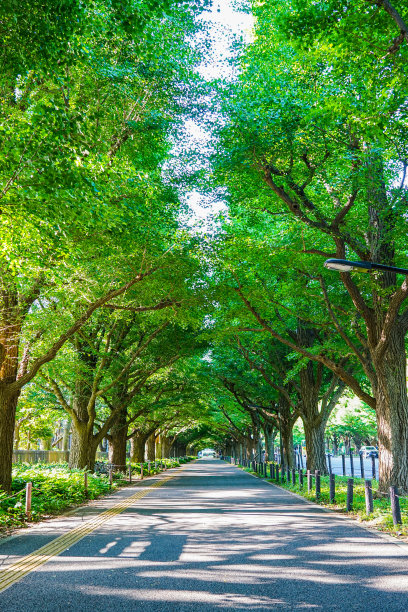 avenue