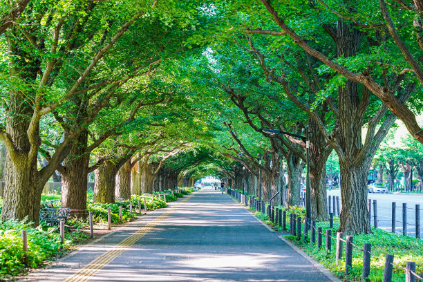 avenue