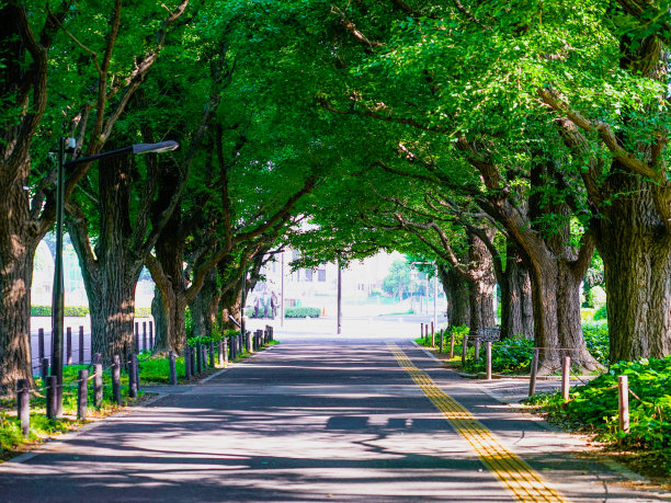 avenue