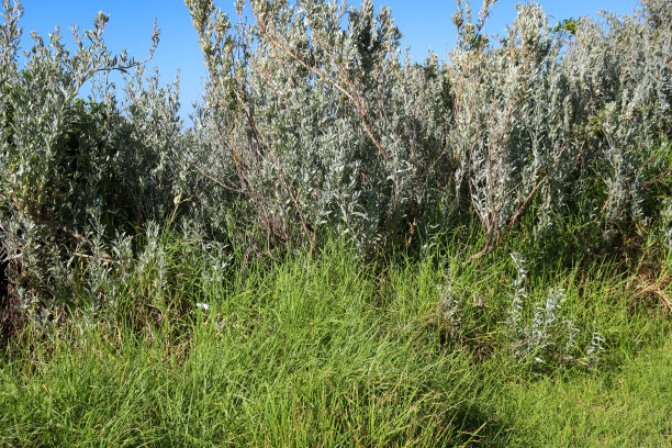bushveld