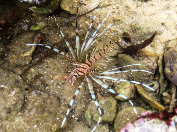 lionfish