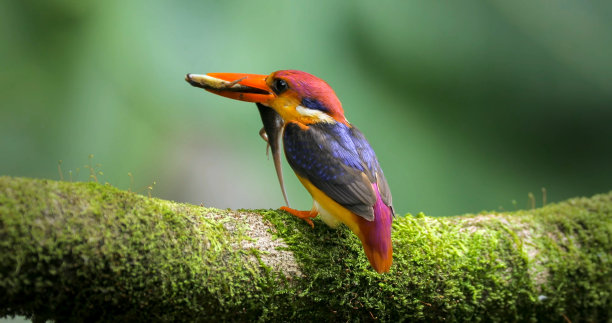 perched