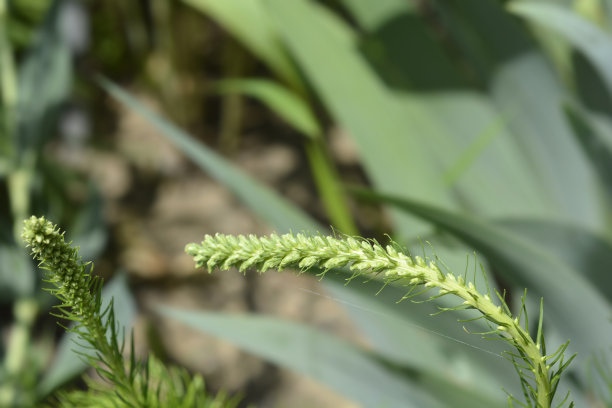liatris