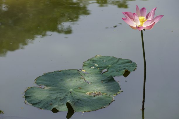 reflections