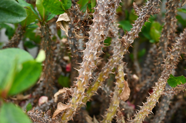 prickly