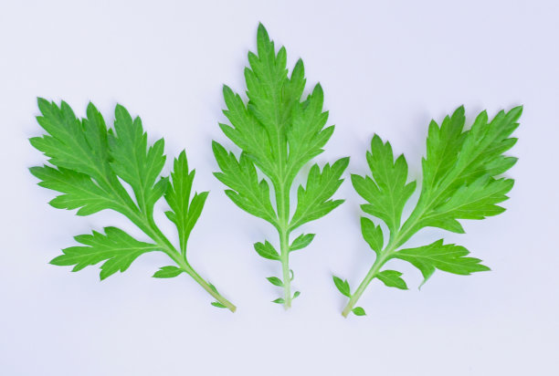 mugwort